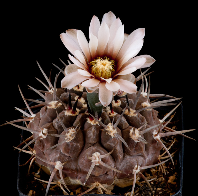 Gymnocalycium piltziorum